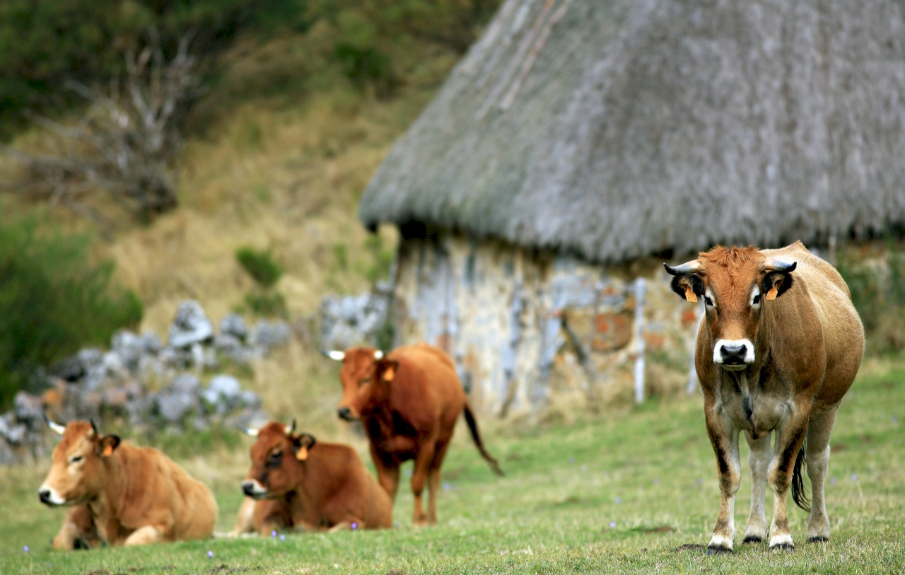Parque Natural de Somiedo